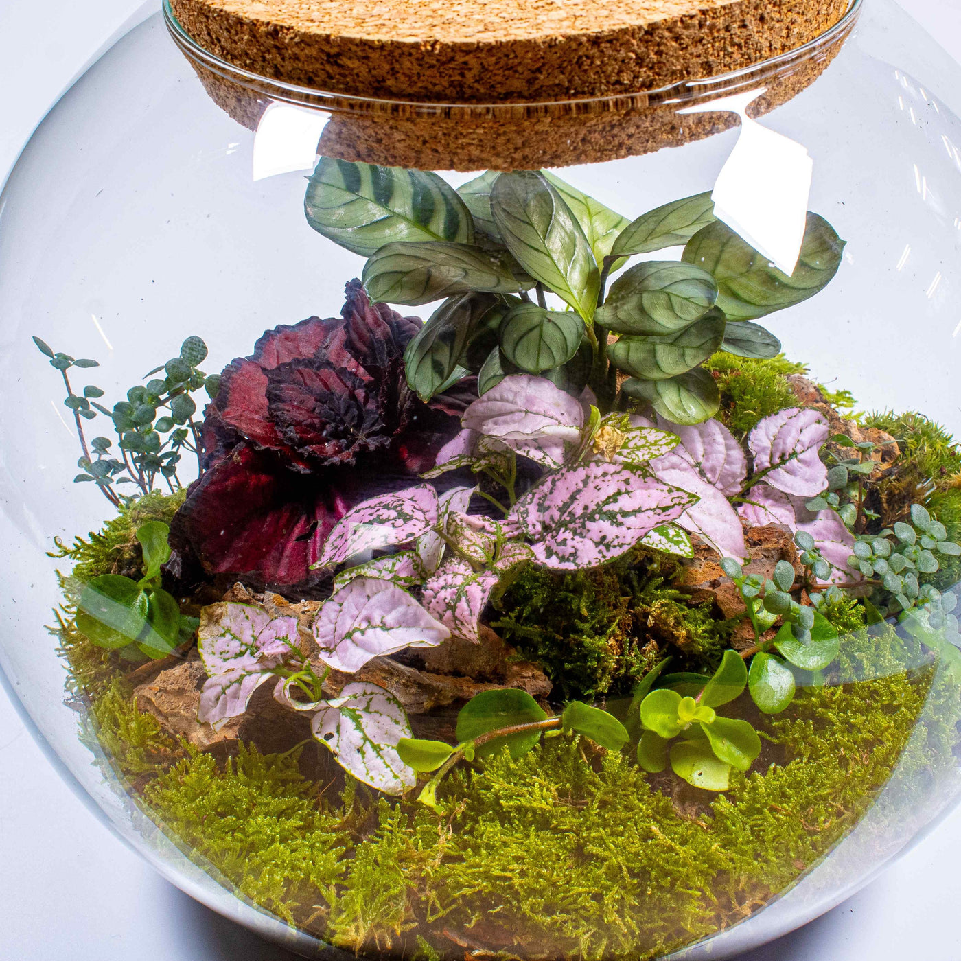 Large terrarium kit: A thoughtful and giftable option for plant lovers.