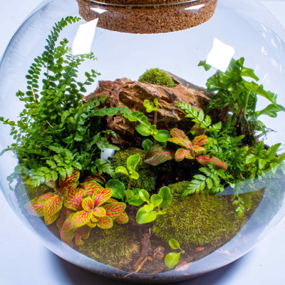 Terrarium kit for adults: Big globe-shaped glass, cork lid, and lush tropical houseplants.