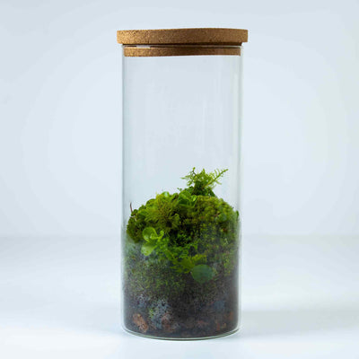 Forest terrarium - closed and self sustaining for sale 