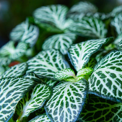 Fittonia albivenis (Nerve Plant) 8cm