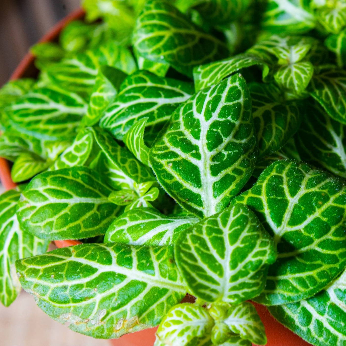 Fittonia albivenis (Nerve Plant) 8cm