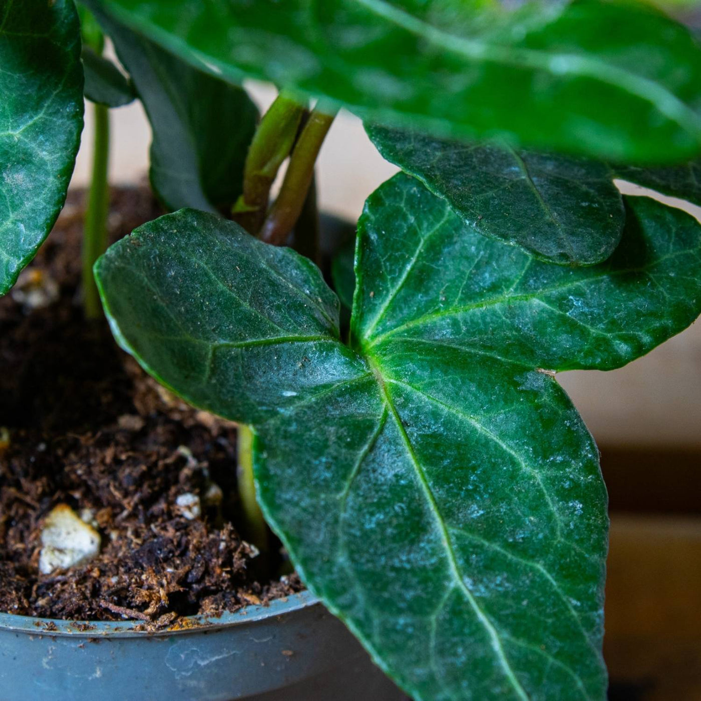 Hedera helix (common ivy) 6cm