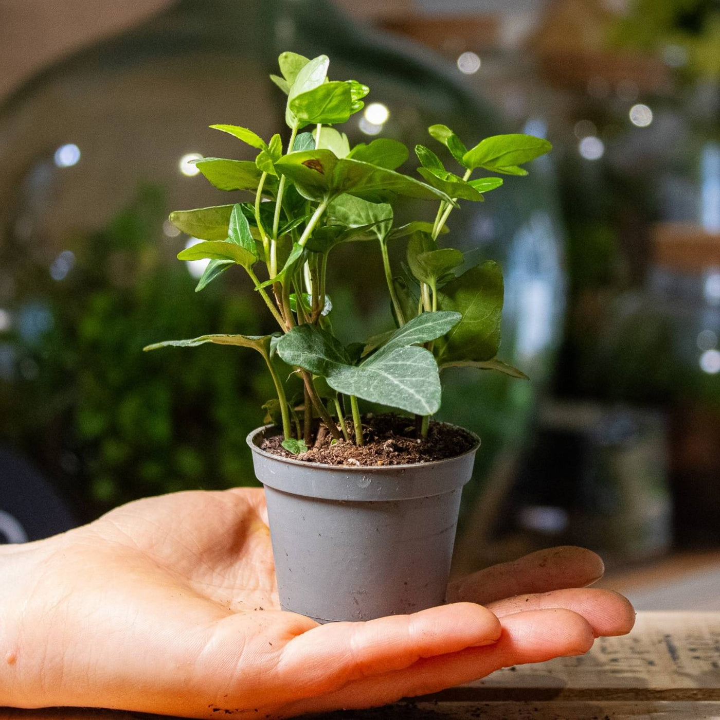Hedera helix (common ivy) 6cm