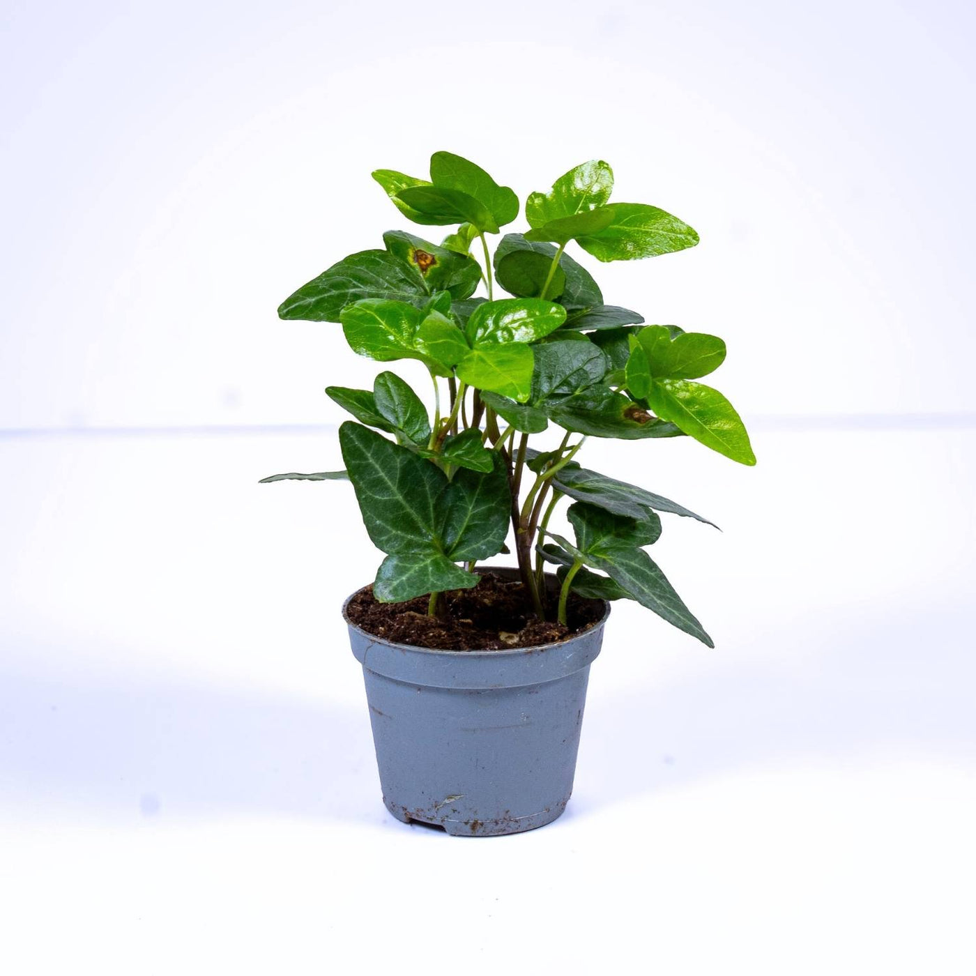 Hedera helix (common ivy) 6cm