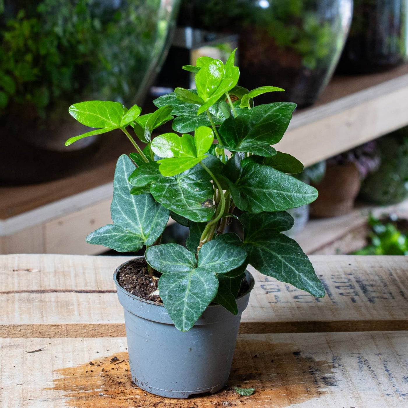 Hedera helix (common ivy) 6cm