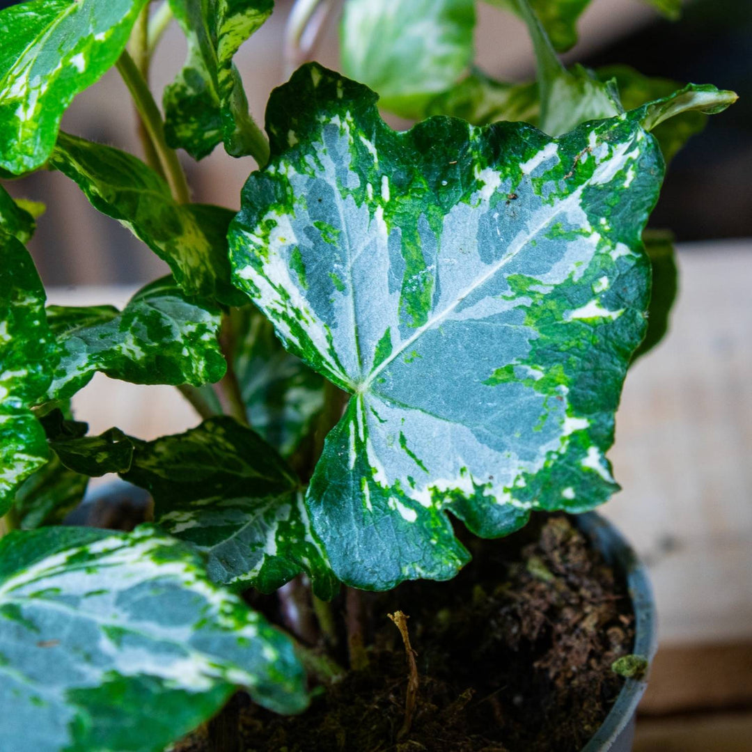 hedera ivy indoor plant Hedera helix variegated (common ivy) | For Sale