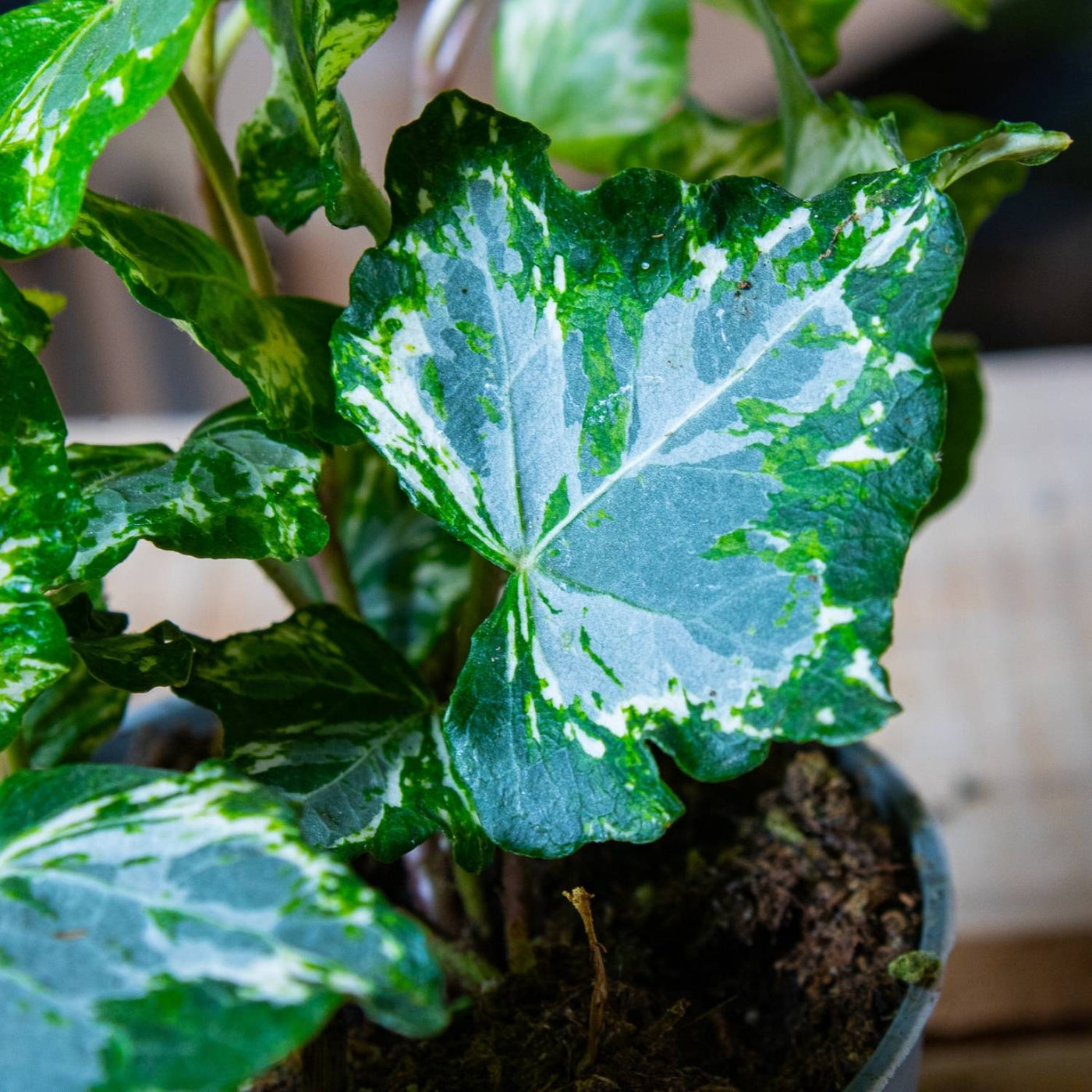 hedera helix indoor plant Hedera helix variegated (common ivy) | For Sale