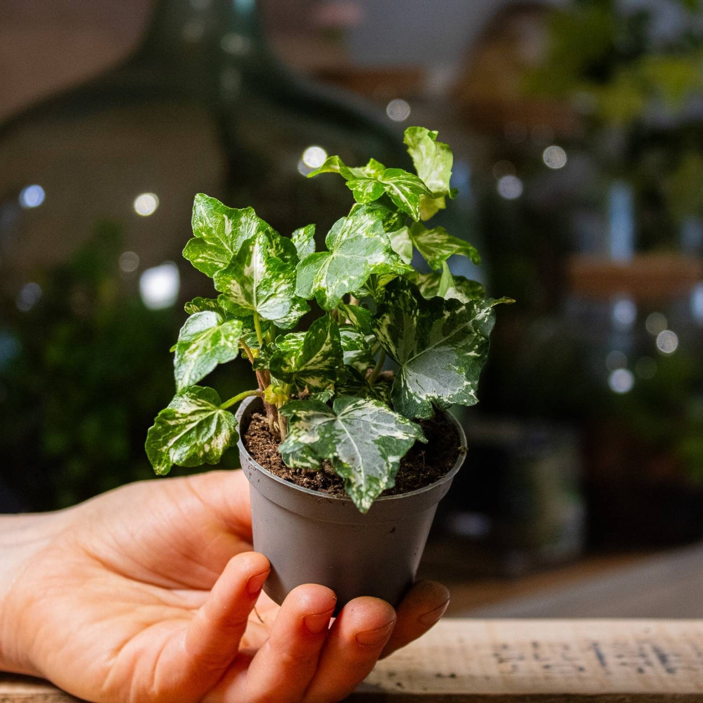 small potted ivy plants Hedera helix variegated (common ivy) | For Sale