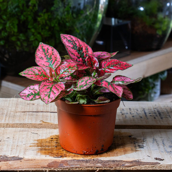red dot plant pots Hypoestes phyllostachya 'Red' 6cm