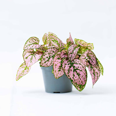 Hypoestes phyllostachya 'Pink' 6cm