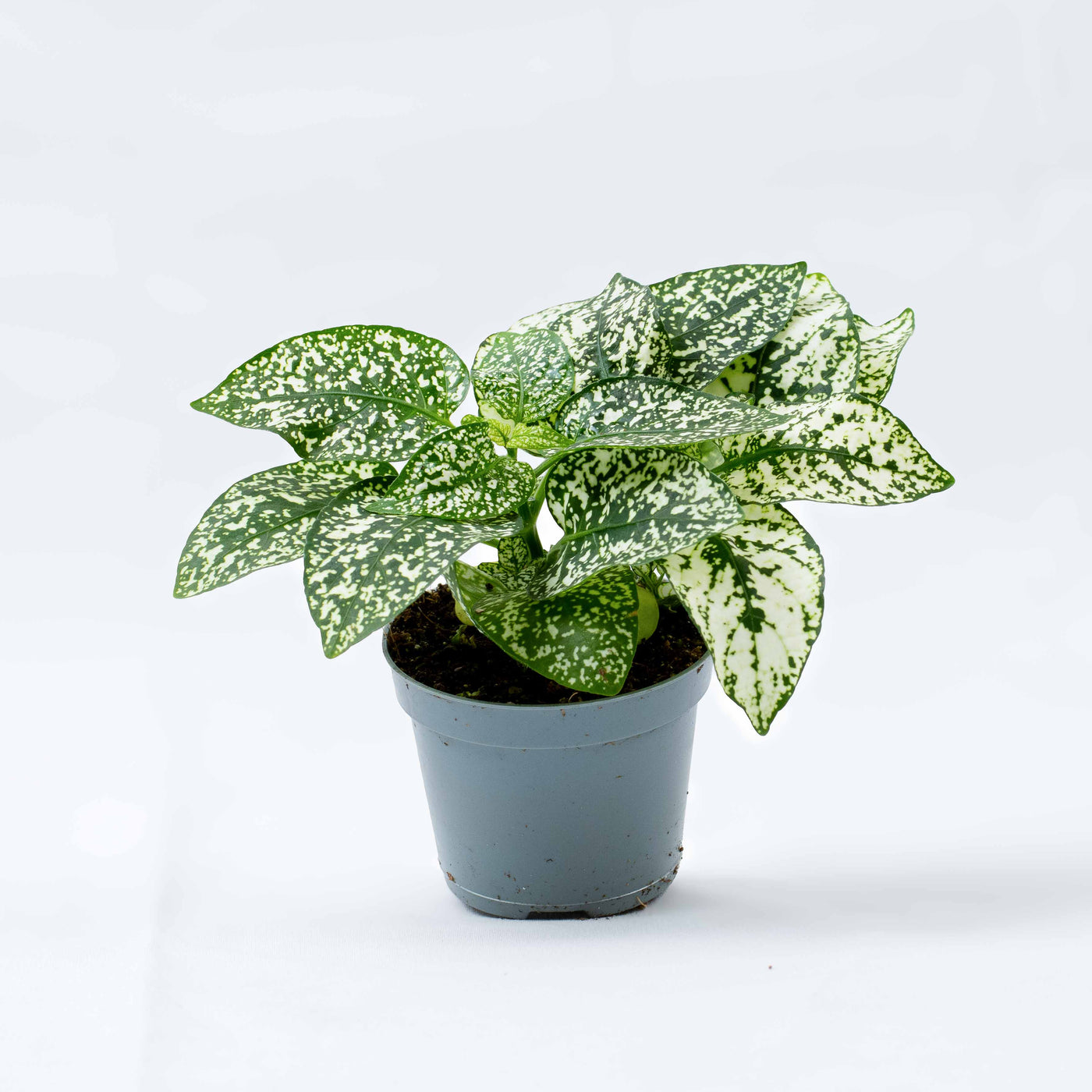 Hypoestes phyllostachya 'White' 6cm