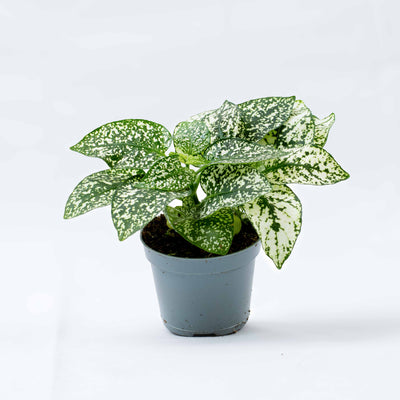 Hypoestes phyllostachya 'White' 6cm