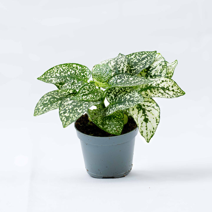 hypoestes plant Hypoestes phyllostachya 'White' 6cm | For Sale