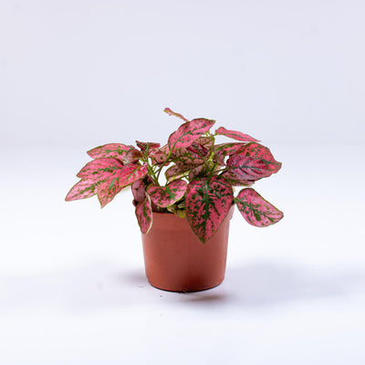 8cm potted plants as gifts 
