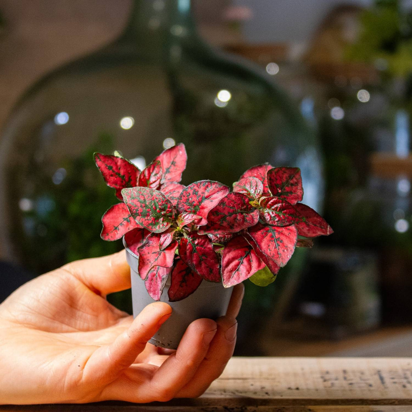 Hypoestes phyllostachya 'Red' 6cm