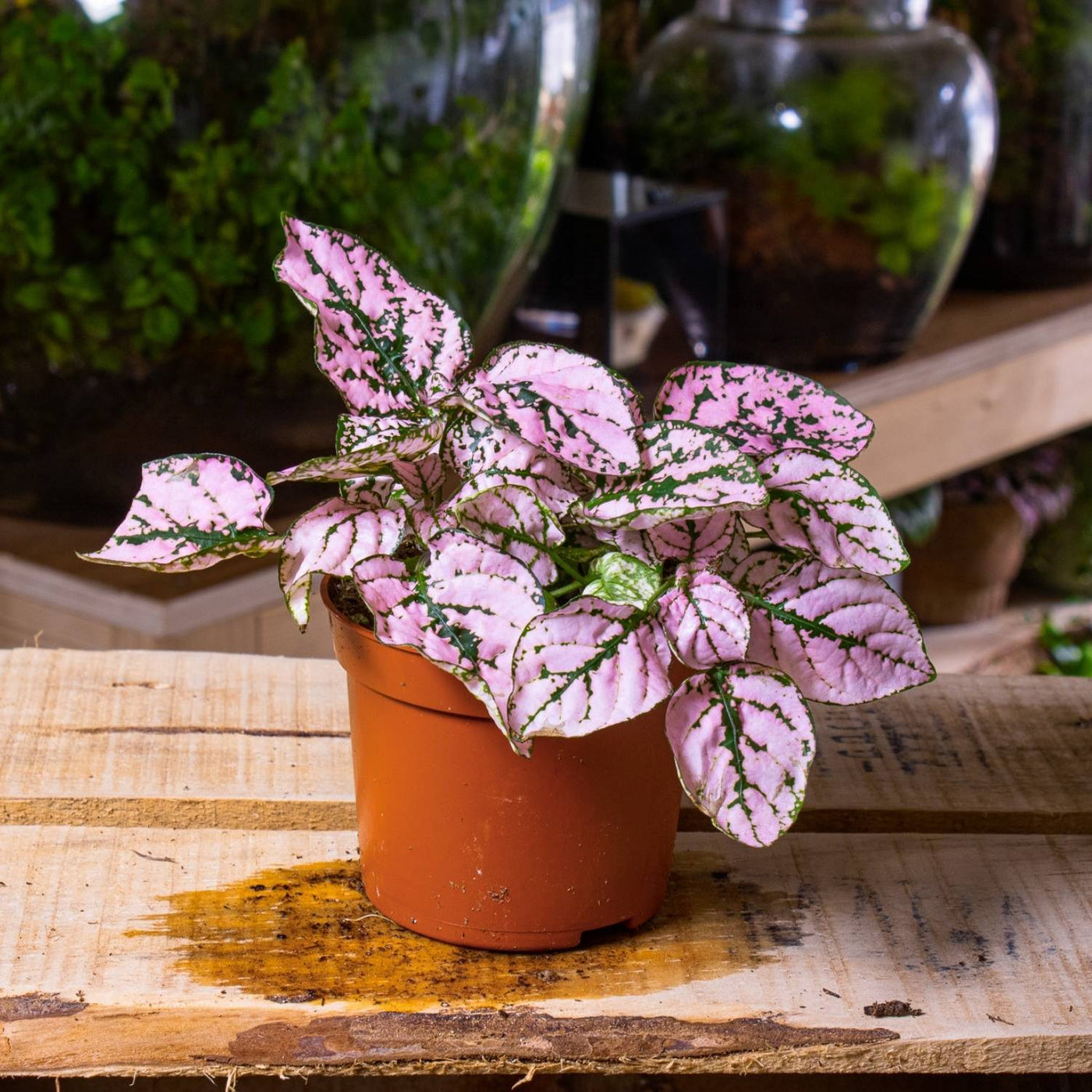 Hypoestes phyllostachya 'Pink' 6cm