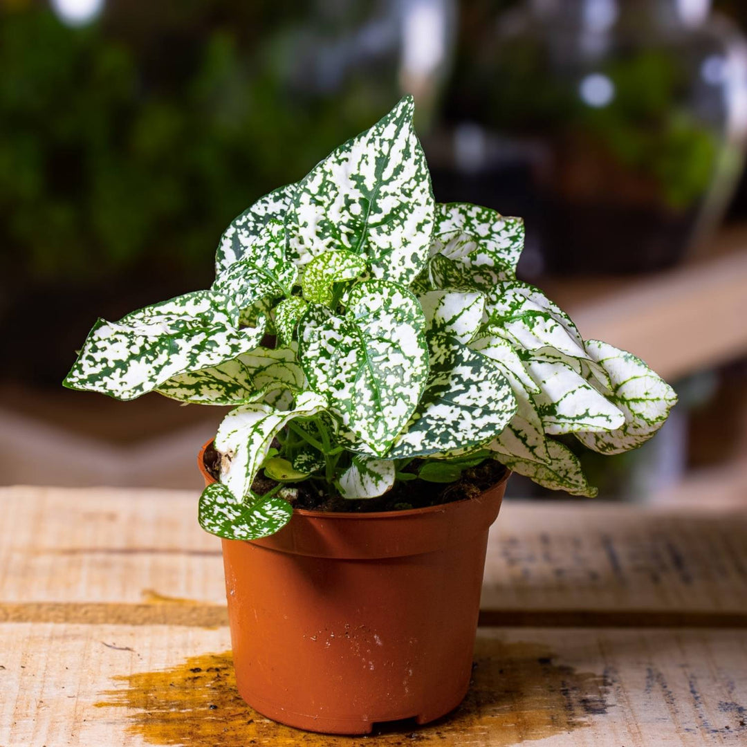 hypoestes indoor plant care Hypoestes phyllostachya 'White' 6cm