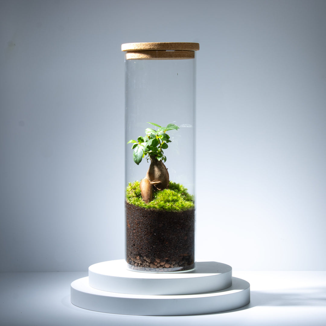 Shop All Terrariums | Readymade and DIY | For Sale | ome