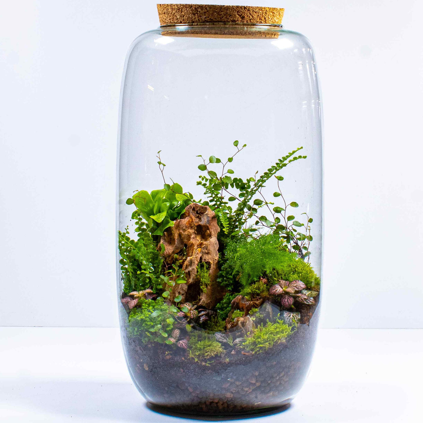 Large terrarium glass: Ideal for showcasing vibrant plant life.