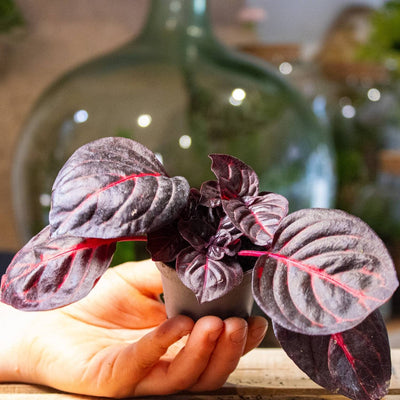 Tropical terrarium plants iresine bloodleaf buy 6cm