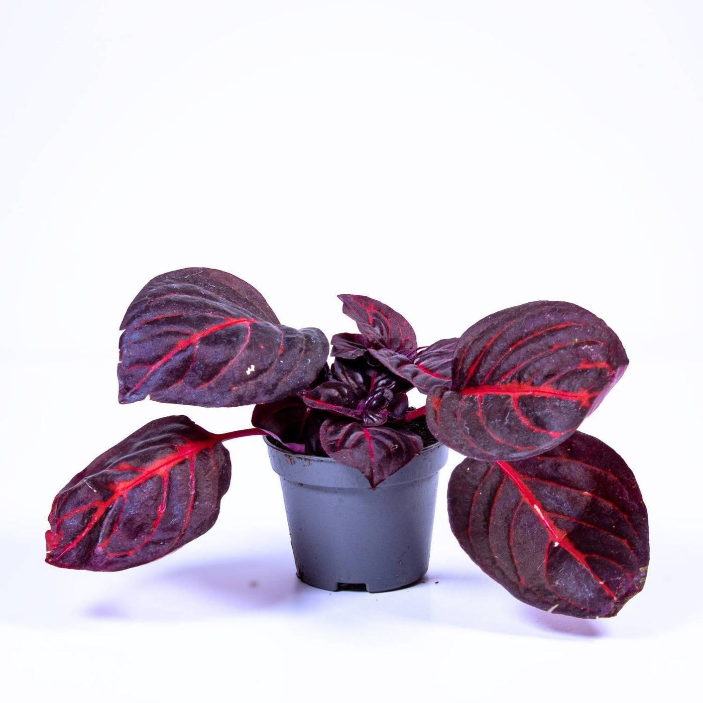 Bloodleaf plant Iresine for sale