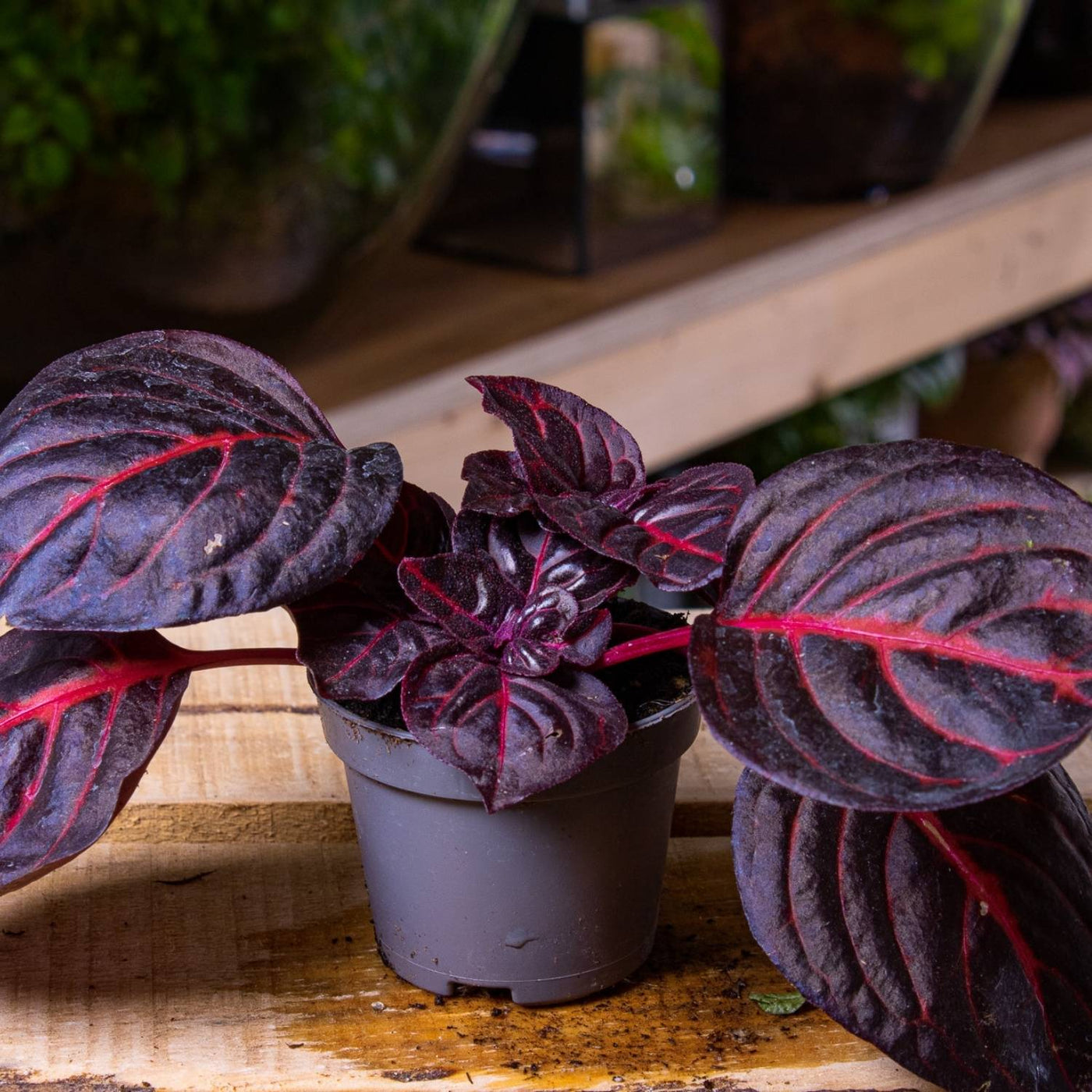 iresine plant indoors Iresine (Bloodleaf) | For Sale