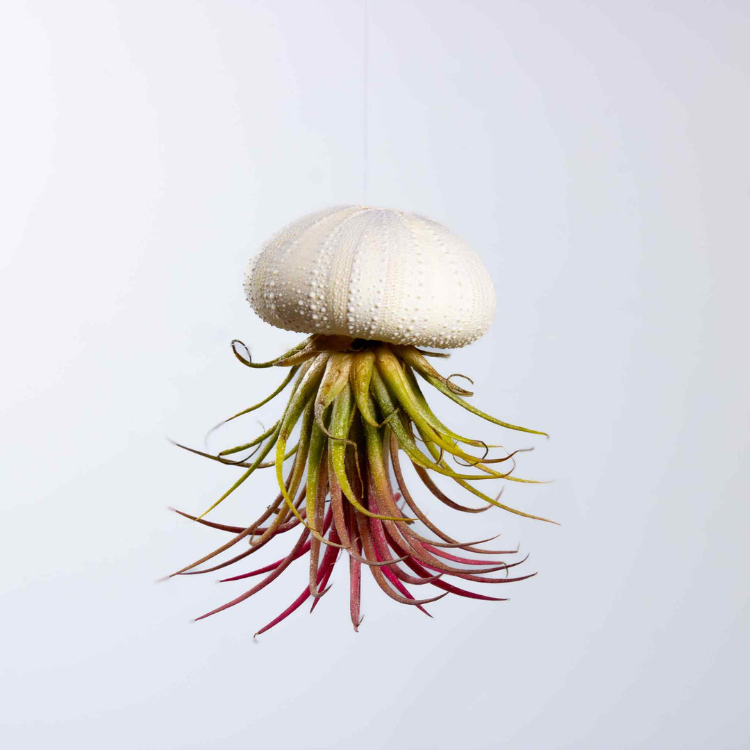 sea urchin jellyfish air plant 3 x Floating Jellyfish Hangers | For Sale
