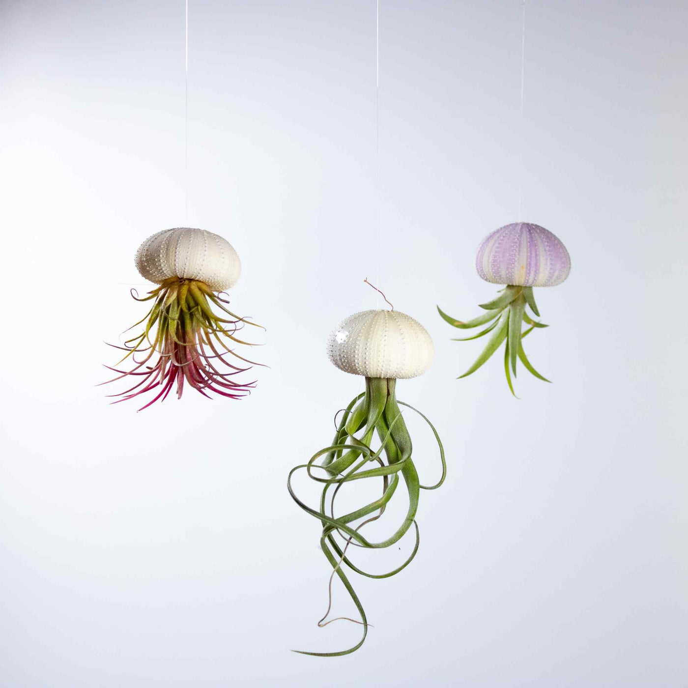 3 pack of hanging floating air plant jellyfish