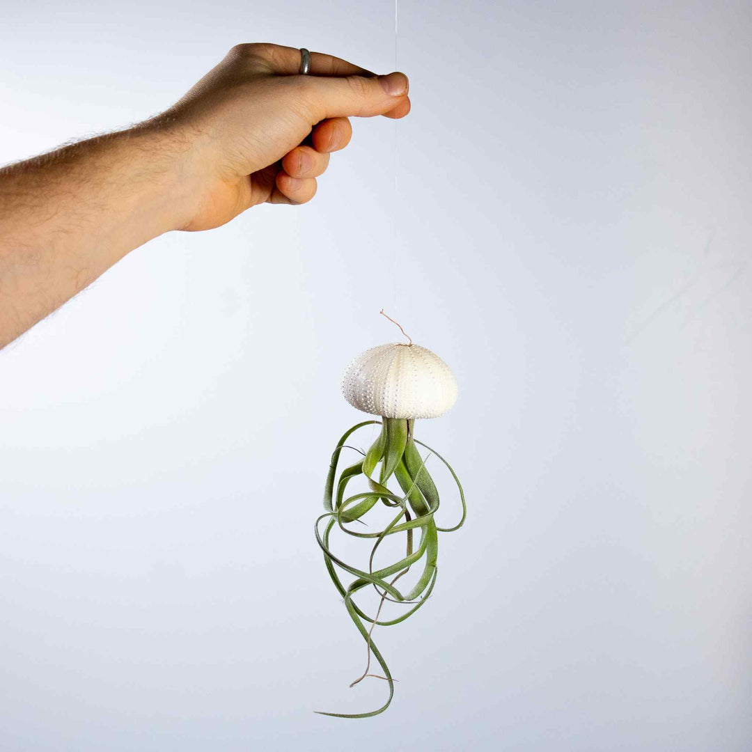 jellyfish air plant kit 3 x Floating Jellyfish Hangers | For Sale