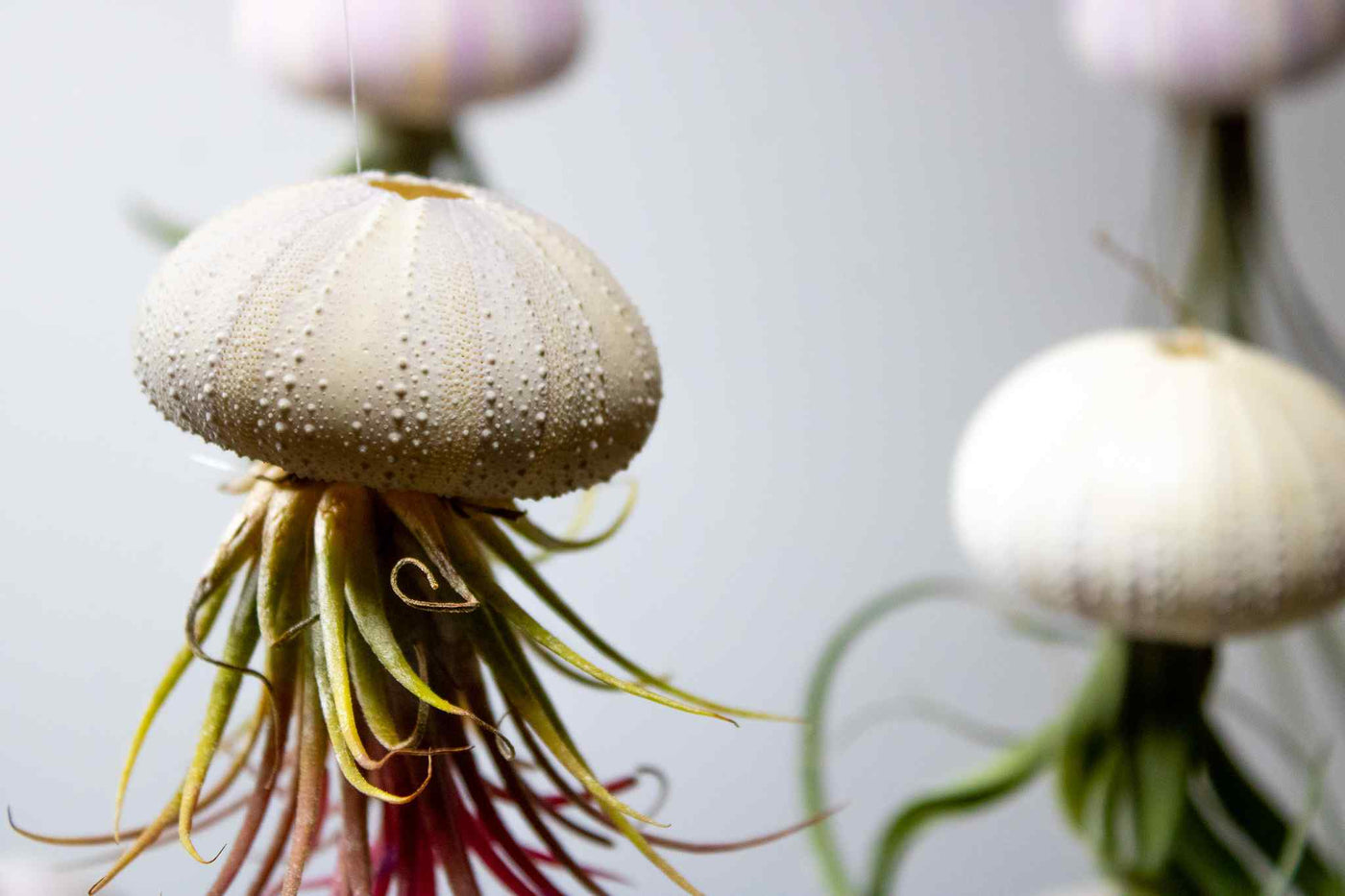 Air plants floating jellyfish handmade UK