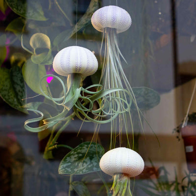 Hanging jellyfish airplant decoration made with live tillandsia and invisible string 