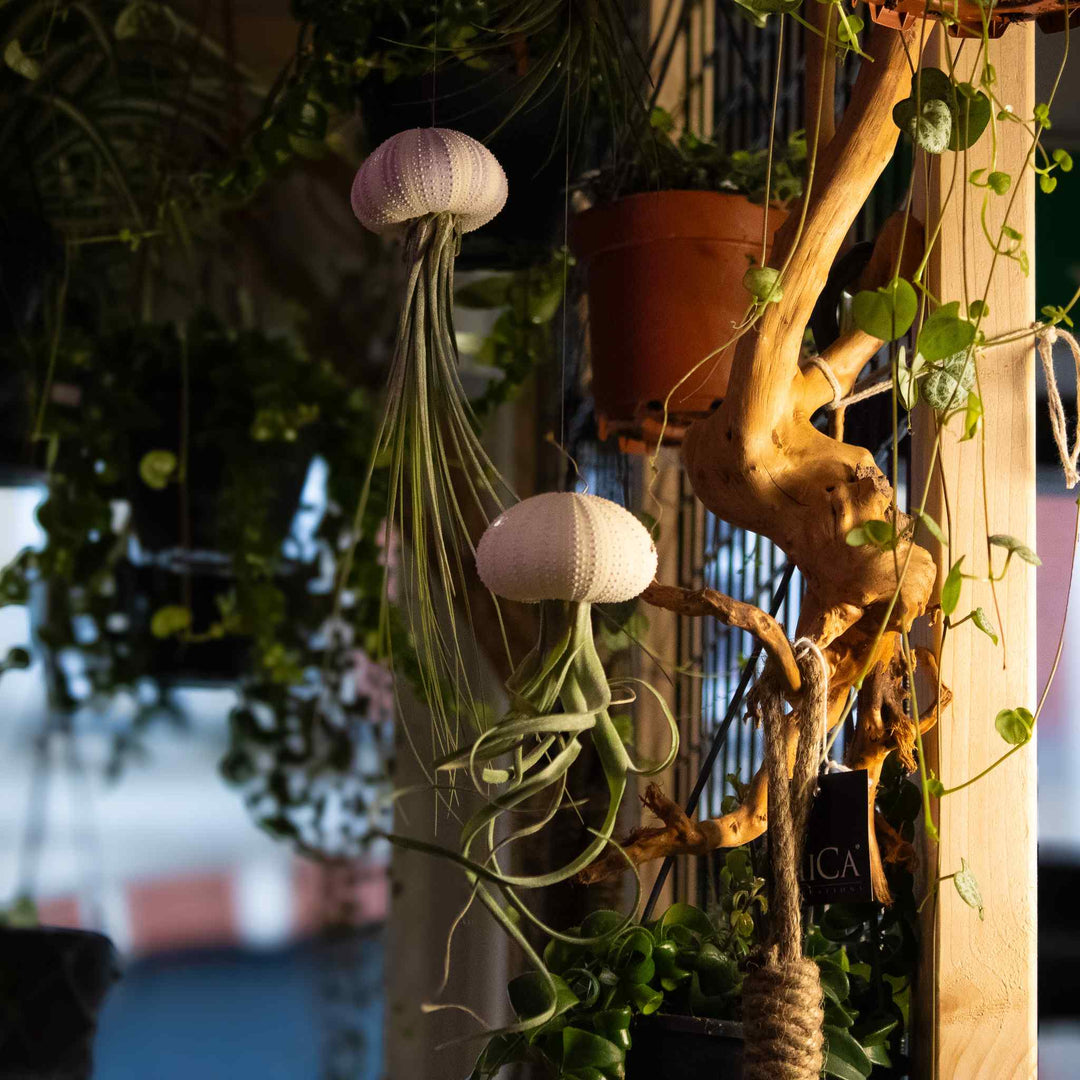 hanging aerial plants 3 x Floating Jellyfish Hangers | For Sale