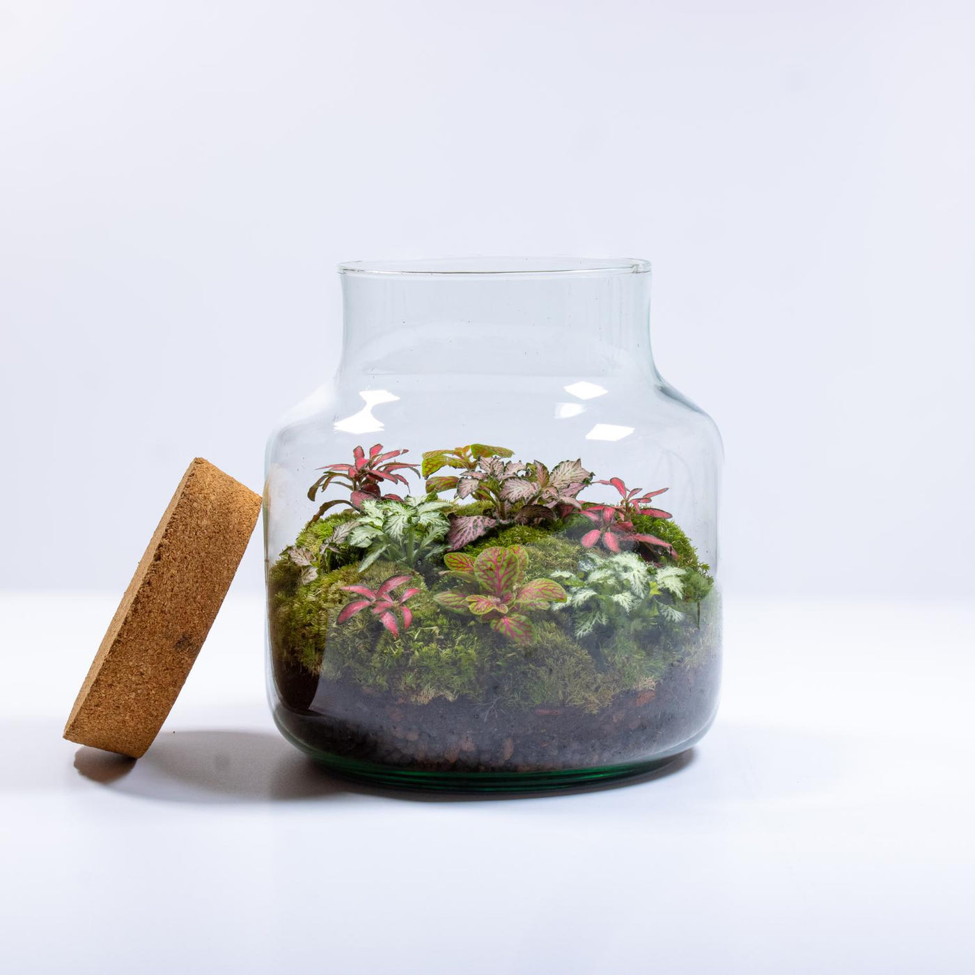 Terrariums for Sale UK