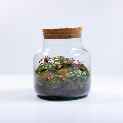 Shop Large Fittonia Terrarium UK 