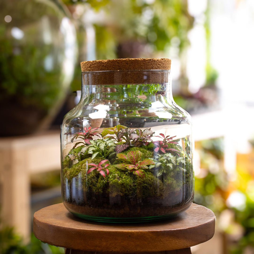 fittonia plant terrarium Large Fittonia Terrarium | For Sale