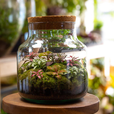 Ready made planted terrarium 