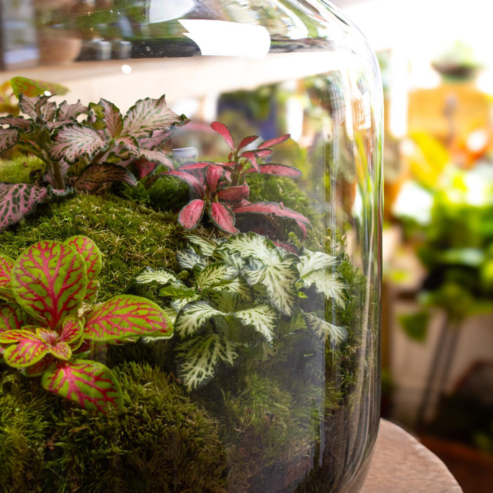 large plant terrarium for sale Large Fittonia Terrarium | For Sale