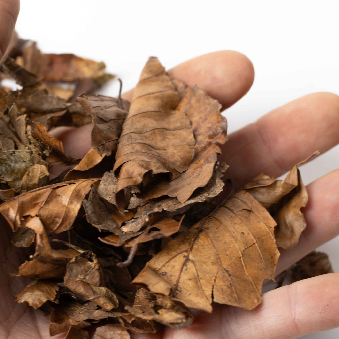 Eco-friendly sterilised leaf litter shown in a terrarium, used to mimic forest floors and sustain beneficial microfauna populations.