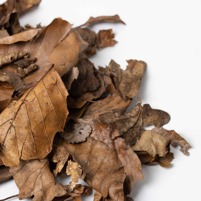 Sterilised leaf litter mix, ideal for terrariums and vivariums, providing essential nutrition and shelter for springtails and isopods."