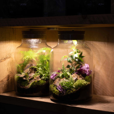 Light-up Terrarium Kit V2