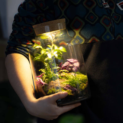 Warm-lit terrarium kit showing LED lid illumination inside a handmade glass vessel, ideal for home or office décor.