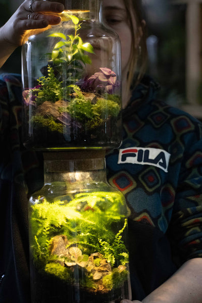 DIY terrarium kit with built-in LED light and closed-lid recycled glass jar, designed for easy assembly and low maintenance.