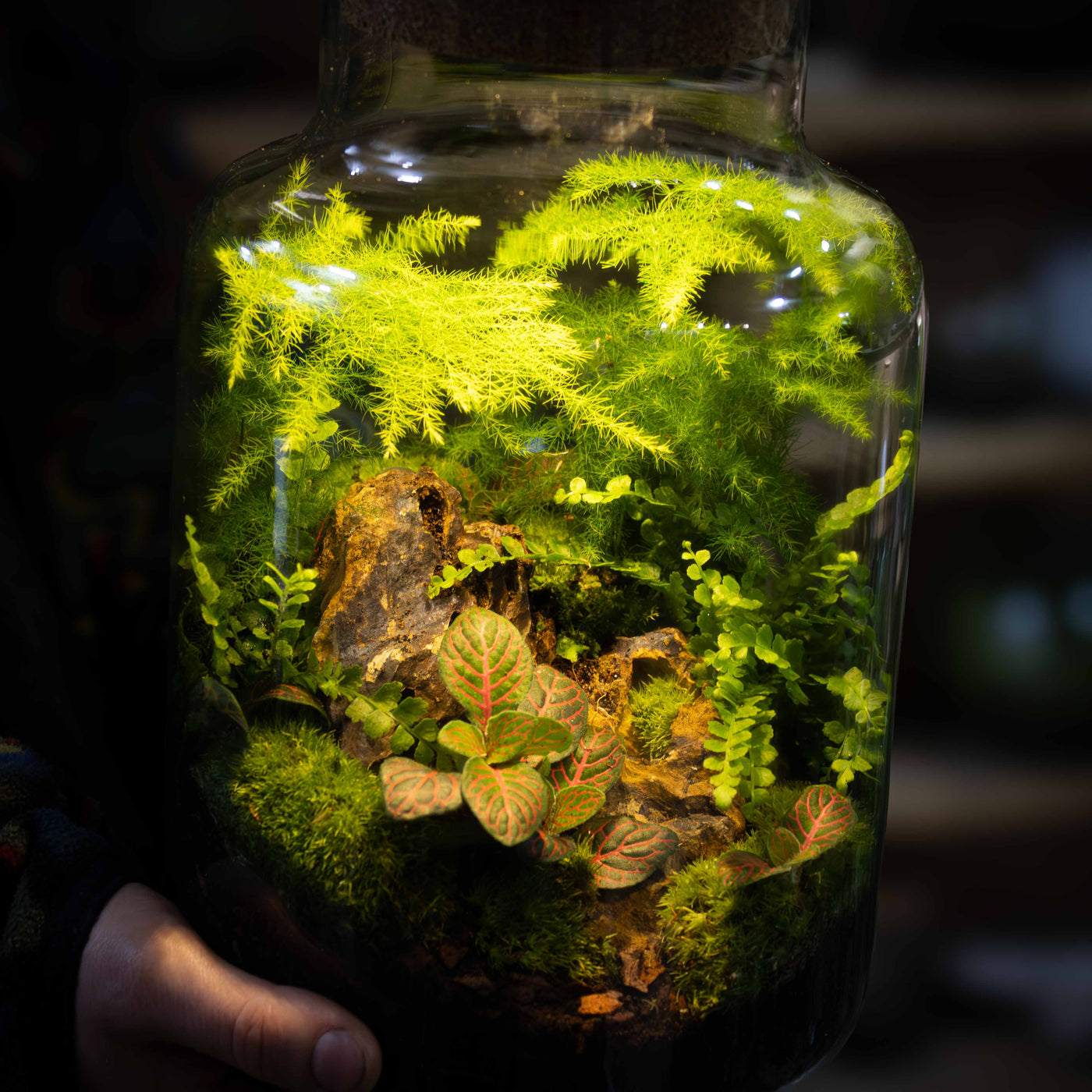 Complete terrarium kit featuring LED light in the lid, recycled glass container, and all materials needed for a simple DIY build.