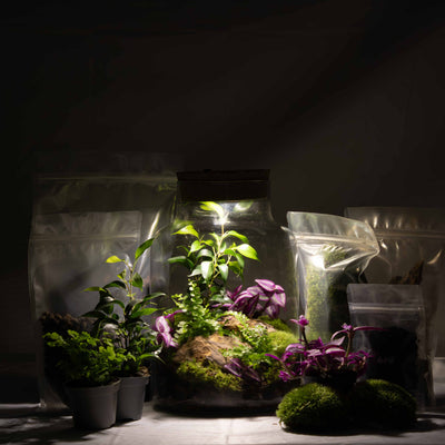 Complete ecosystem terrarium kit with light-up lid, perfect for beginners wanting an easy, step-by-step miniature garden project.