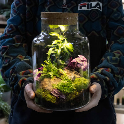 DIY light-up terrarium kit showing layered substrate, live plants, and a warm LED lid for atmospheric home décor.