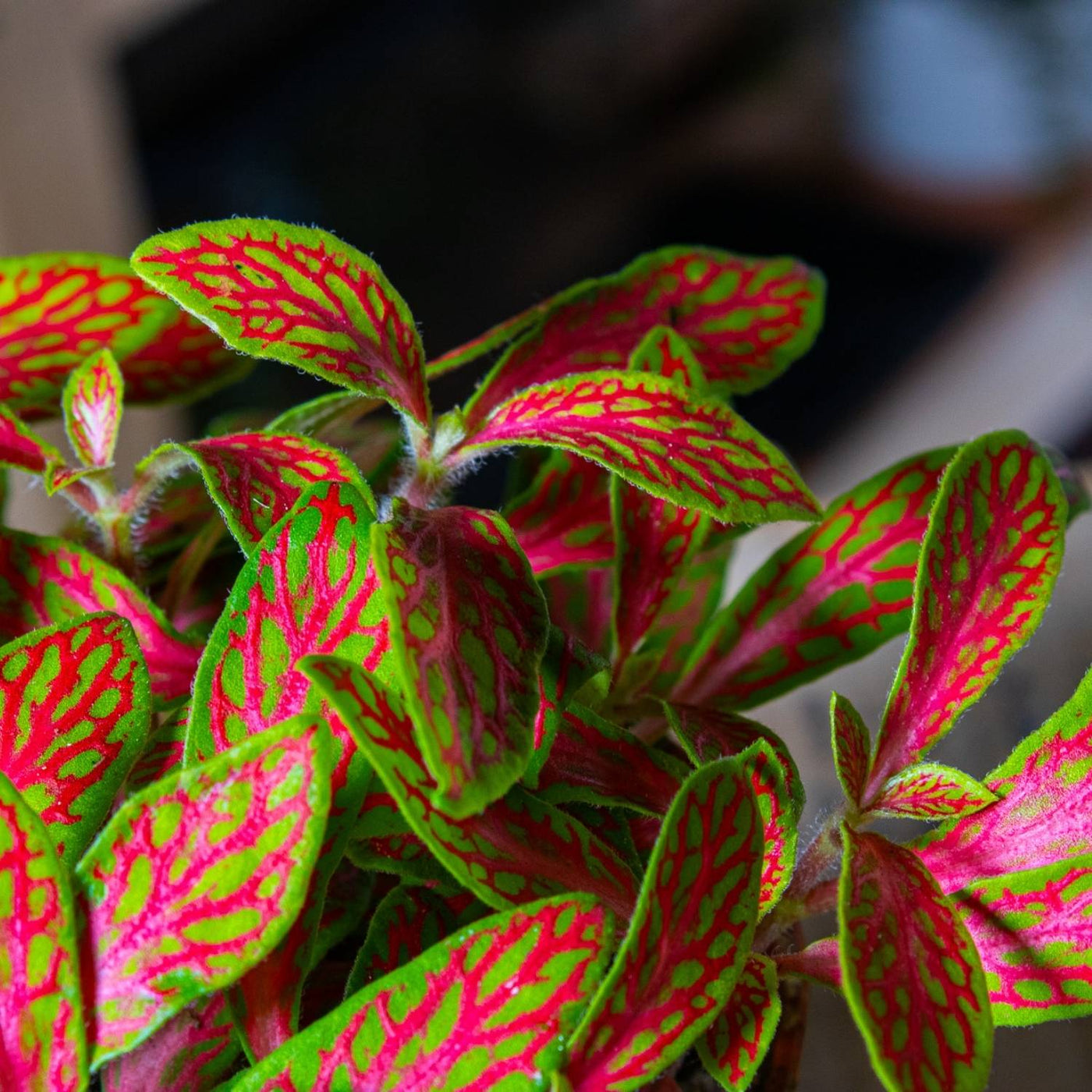 Fittonia albivenis (planta nerviosa) 8cm