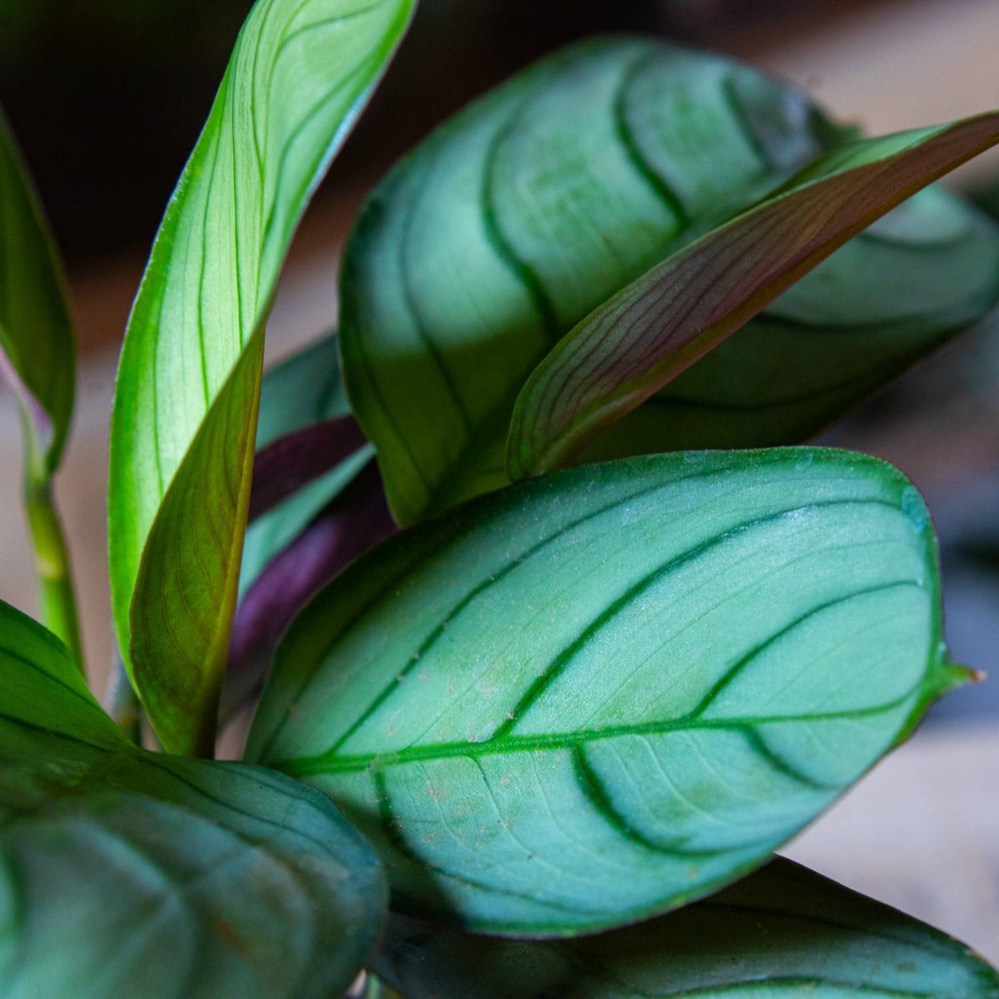 Prayer plant for terrariums 