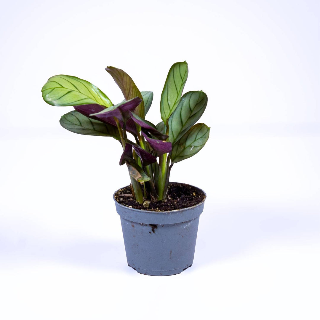 prayer plant order online Prayer Plant (Maranta leuconeura amabilis) | For Sale