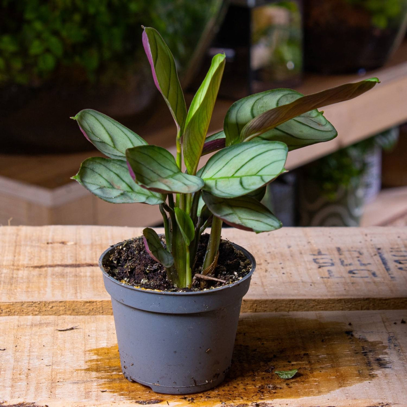 amagris prayer plant Prayer Plant (Maranta leuconeura amabilis) | For Sale