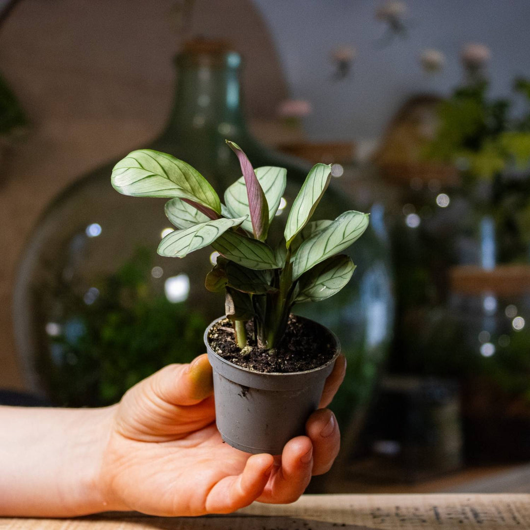amagris prayer plant Prayer Plant (Maranta leuconeura amabilis) | For Sale